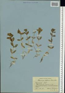 Minuartia diffusa, Eastern Europe, Northern region (E1) (Russia)