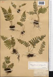 Polypodium vulgare L., Middle Asia, Dzungarian Alatau & Tarbagatai (M5) (Kazakhstan)