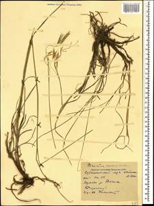 Bromus riparius Rehmann, Caucasus, Stavropol Krai, Karachay-Cherkessia & Kabardino-Balkaria (K1b) (Russia)