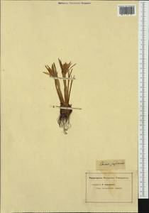 Crocus angustifolius Weston, Western Europe (EUR) (Not classified)