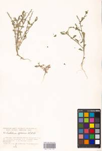 Euclidium syriacum (L.) W. T. Aiton, Eastern Europe, Moscow region (E4a) (Russia)