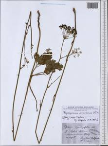 Physospermum cornubiense (L.) DC., Western Europe (EUR) (Italy)