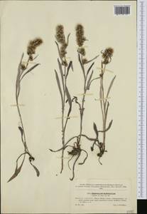 Omalotheca norvegica (Gunnerus) Sch. Bip. & F. W. Schultz, Western Europe (EUR) (Czech Republic)