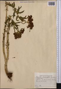 Rhodiola kirilowii (Regel) Maxim., Middle Asia, Northern & Central Tian Shan (M4) (Kazakhstan)