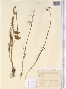 Allium rubellum M.Bieb., Middle Asia, Kopet Dag, Badkhyz, Small & Great Balkhan (M1) (Turkmenistan)