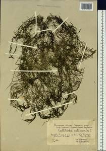 Callitriche hermaphroditica subsp. hermaphroditica, Siberia, Western Siberia (S1) (Russia)