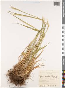 Elymus dahuricus Griseb., Siberia, Altai & Sayany Mountains (S2) (Russia)