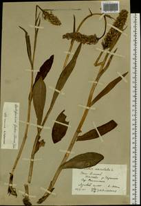 Dactylorhiza maculata subsp. fuchsii (Druce) Hyl., Siberia, Altai & Sayany Mountains (S2) (Russia)
