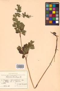 Thalictrum minus subsp. thunbergii (DC.) Vorosch., Siberia, Russian Far East (S6) (Russia)