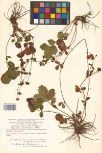 Potentilla stolonifera Lehm. ex Ledeb., Siberia, Chukotka & Kamchatka (S7) (Russia)