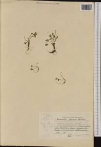Ranunculus pygmaeus Wahlenb., Western Europe (EUR) (Svalbard and Jan Mayen)