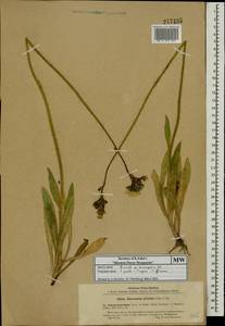 Pilosella piloselloides subsp. praealta (Gochnat) S. Bräut. & Greuter, Eastern Europe, Moscow region (E4a) (Russia)