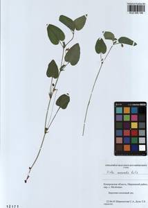 Viola canina subsp. ruppii (All.) Schübl. & G. Martens, Siberia, Altai & Sayany Mountains (S2) (Russia)