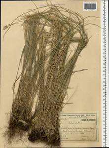 Melica ciliata L., Eastern Europe, Eastern region (E10) (Russia)