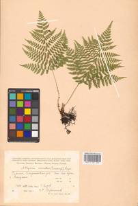 Diplazium sibiricum (Turcz. ex Kunze) Sa.Kurata, Siberia, Russian Far East (S6) (Russia)