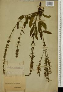 Salvia nemorosa L., Caucasus, North Ossetia, Ingushetia & Chechnya (K1c) (Russia)