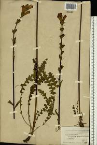 Pedicularis sceptrum-carolinum L., Eastern Europe, Central forest region (E5) (Russia)