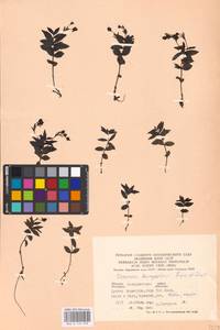 MHA 0 159 978, Veronica baumgartenii Roem. & Schult., Eastern Europe, West Ukrainian region (E13) (Ukraine)