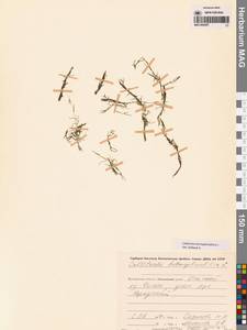 Callitriche hermaphroditica L., Siberia, Chukotka & Kamchatka (S7) (Russia)