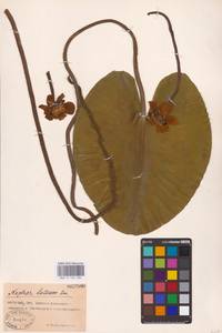 Nuphar lutea (L.) Sm., Eastern Europe, Rostov Oblast (E12a) (Russia)