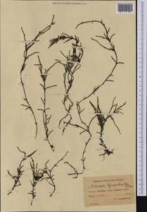 Cassiope lycopodioides (Pall.) D. Don, Siberia, Chukotka & Kamchatka (S7) (Russia)