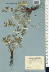 Alchemilla sericea Willd., Caucasus, South Ossetia (K4b) (South Ossetia)