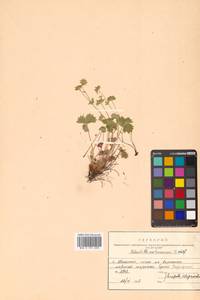 Potentilla matsumurae Th. Wolf, Siberia, Russian Far East (S6) (Russia)