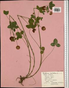 Trifolium hybridum L., Eastern Europe, Central region (E4) (Russia)