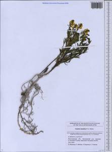 Genista tinctoria subsp. tinctoria, Eastern Europe, Lower Volga region (E9) (Russia)