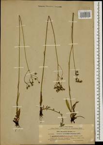 Pilosella leptophyton subsp. leptophyton, Caucasus, Stavropol Krai, Karachay-Cherkessia & Kabardino-Balkaria (K1b) (Russia)