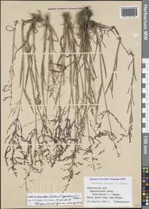 Catabrosa aquatica (L.) P.Beauv., Eastern Europe, Northern region (E1) (Russia)