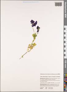 Viola ×wittrockiana Gams, Eastern Europe, Northern region (E1) (Russia)