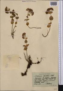 Hylotelephium ewersii (Ledeb.) H. Ohba, Middle Asia, Northern & Central Tian Shan (M4) (Kyrgyzstan)