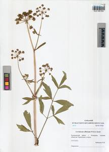 Levisticum officinale Koch, Siberia, Altai & Sayany Mountains (S2) (Russia)