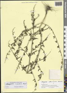 Chenopodium acuminatum Willd., Siberia, Altai & Sayany Mountains (S2) (Russia)