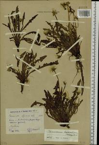 Taraxacum bessarabicum (Hornem.) Hand.-Mazz., Siberia, Western (Kazakhstan) Altai Mountains (S2a) (Kazakhstan)