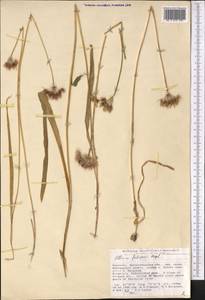 Allium fetisowii Regel, Middle Asia, Western Tian Shan & Karatau (M3) (Kyrgyzstan)