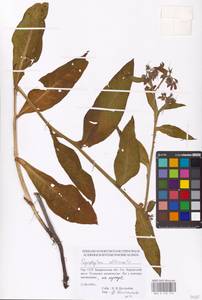 Symphytum officinale L., Eastern Europe, West Ukrainian region (E13) (Ukraine)