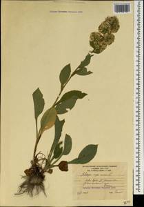 Solidago virgaurea L., Caucasus, South Ossetia (K4b) (South Ossetia)