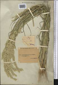 Eragrostis cilianensis (All.) Janch., Middle Asia, Syr-Darian deserts & Kyzylkum (M7) (Uzbekistan)