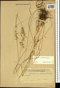 Avenula pubescens (Huds.) Dumort., Caucasus, Azerbaijan (K6) (Azerbaijan)