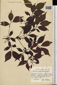 Lonicera ruprechtiana Regel, Siberia, Russian Far East (S6) (Russia)