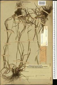 Phleum pratense L., Caucasus, Azerbaijan (K6) (Azerbaijan)