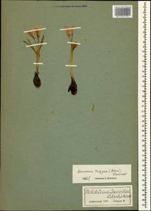 Colchicum trigynum (Steven ex Adam) Stearn, Caucasus, Armenia (K5) (Armenia)