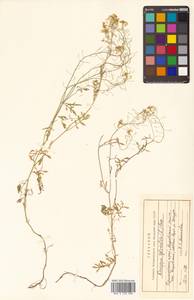 Rorippa sylvestris (L.) Besser, Siberia, Russian Far East (S6) (Russia)