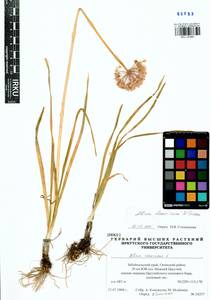 Allium spurium G.Don, Siberia, Baikal & Transbaikal region (S4) (Russia)