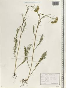 Achillea millefolium L., Eastern Europe, Moscow region (E4a) (Russia)