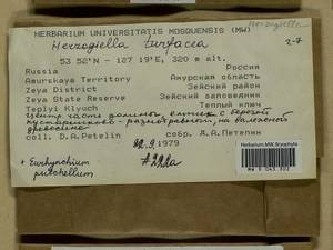 Herzogiella turfacea (Lindb.) Z. Iwats., Bryophytes, Bryophytes - Russian Far East (excl. Chukotka & Kamchatka) (B20) (Russia)