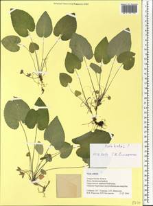 Viola hirta L., Eastern Europe, Eastern region (E10) (Russia)