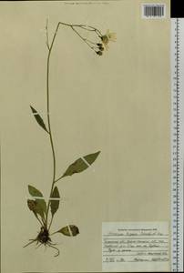 Hieracium taigense Schischk. & Serg., Siberia, Western Siberia (S1) (Russia)